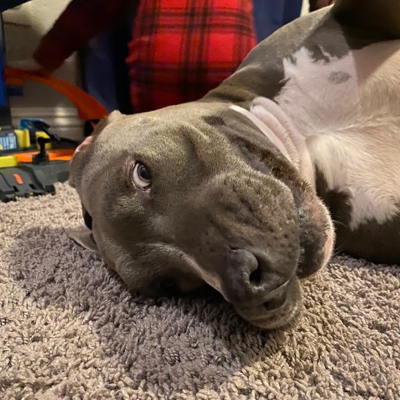 Meet your Posher, Nicholas - Picture 1 of 1